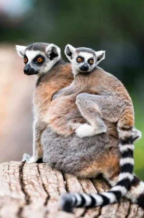 LEMURS