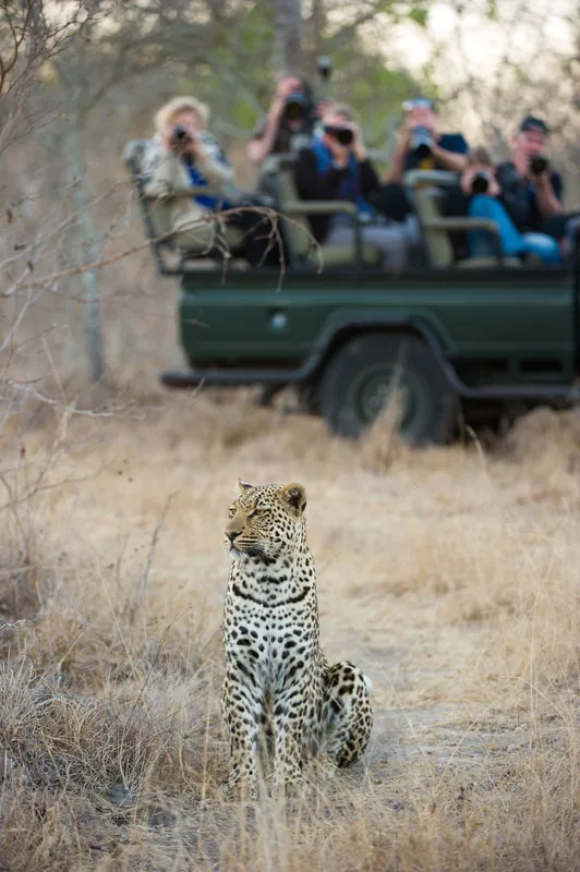 safari jeep with passengers and nearby cheetah