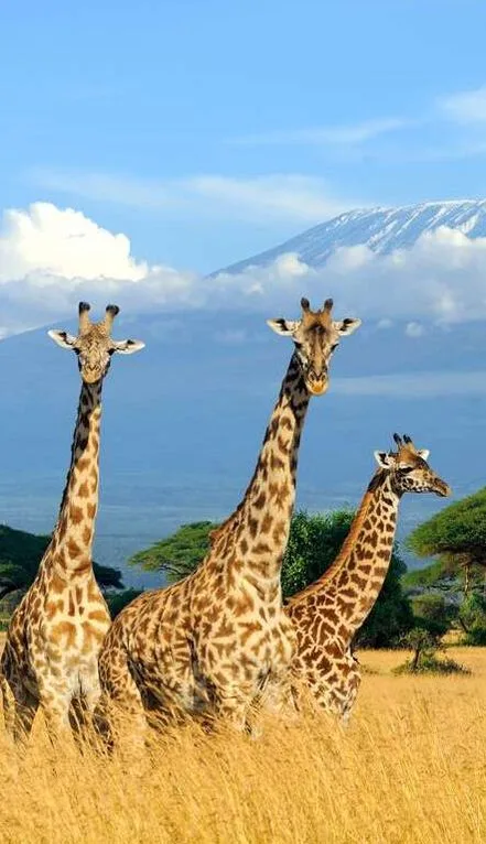 giraffes in field Mt. Kilimanjaro in background